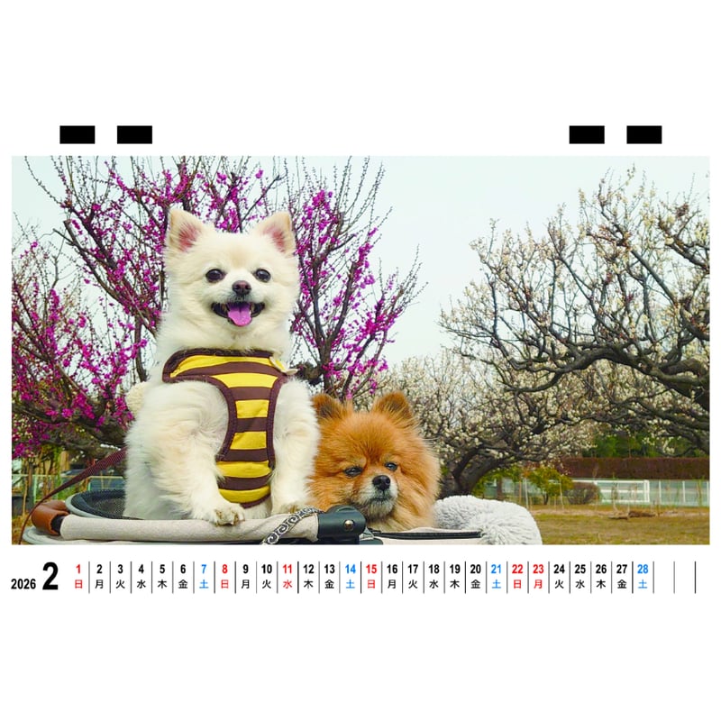 予約販売】 ポメポメぽち ポメラニアン 犬 2026年 卓上 カレンダー