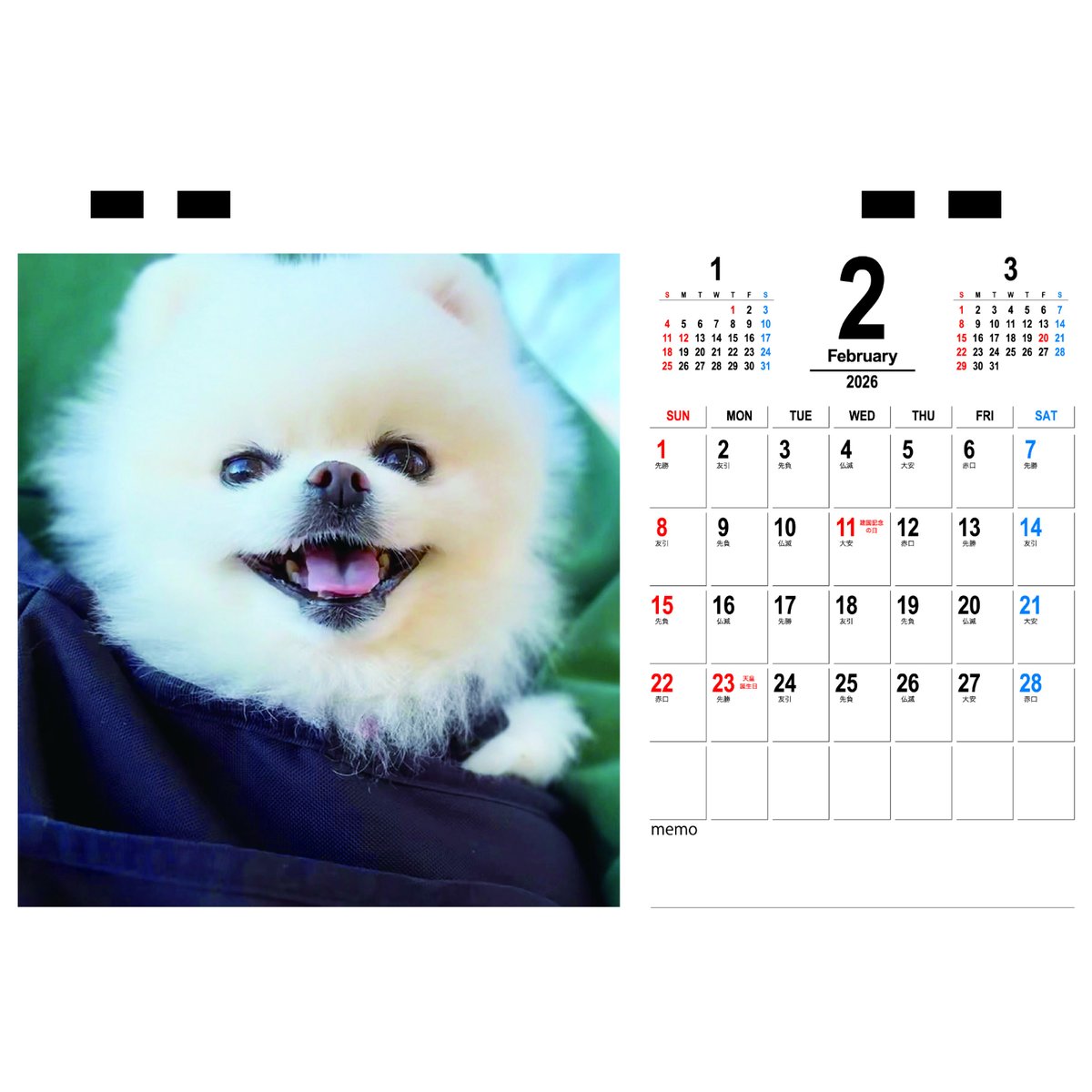 予約販売】 ポメラニアンのマヨちゃんねる 犬 2026年 卓上カレンダー