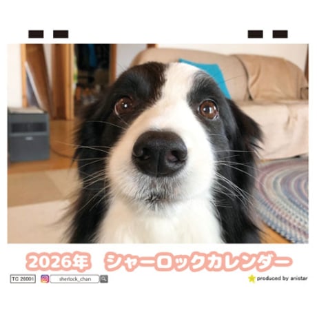 【予約販売】 シャーロック ボーダーコリー 犬 2026年 卓上全面 カレンダー TC26029