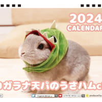 【予約販売】 うさぎのコガラナ天パのうさハムch 2024年 卓上 カレンダー TC24279