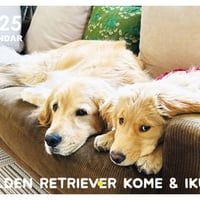 【予約販売】 ゴールデンレトリバー犬のコメ&イクラ 2025年 壁掛け カレンダー KK25353