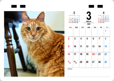 【新品】名前はまだない。 猫 2025 卓上カレンダー直筆サイン入チェキ 予約販売】 猫のにゃんたま 2025年 ECO卓上半面 カレンダー