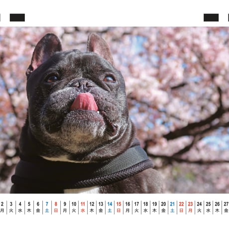 【予約販売】 フレンチブルドッグ ココ 犬 2026年 卓上全面 カレンダー TC26002