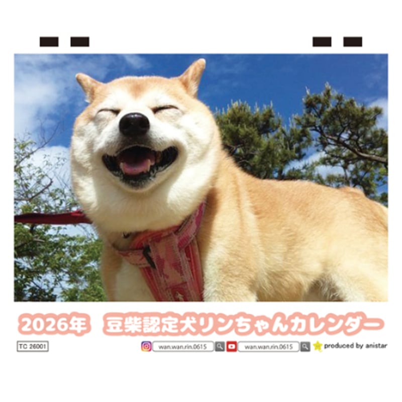 予約販売】 豆柴認定犬リンちゃん 2026年 卓上 カレンダー TC26295
