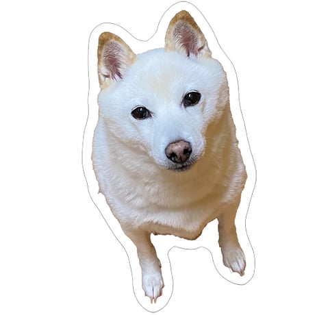 【予約販売】 白柴 小梅 犬 ステッカー 3枚セット SU014NN