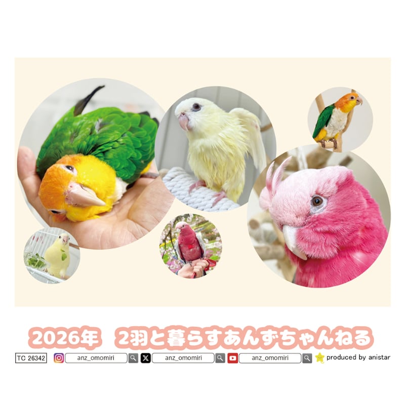 予約販売】 2羽と暮らすあんずちゃんねる インコ 2026年 卓上