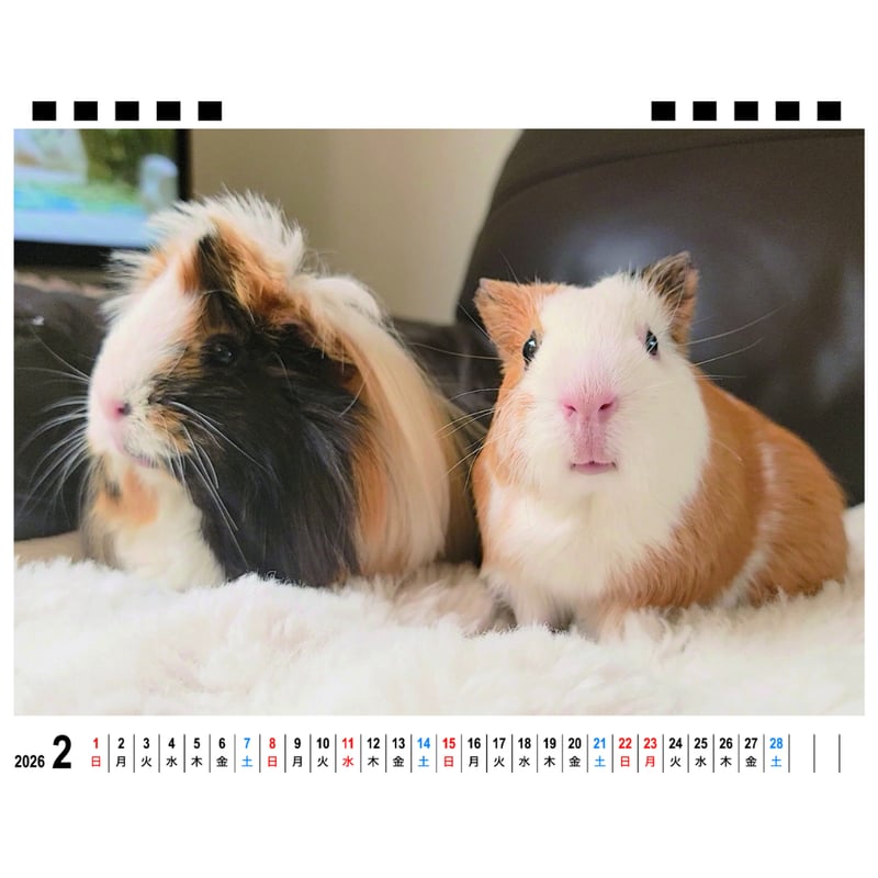予約販売】 もふもふペットCafe モルモット チンチラ 2026年 卓上全面