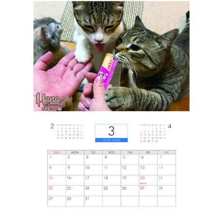 【予約販売】 Hana Channel 保護猫ライフ 2026年 壁掛け カレンダー KK26300