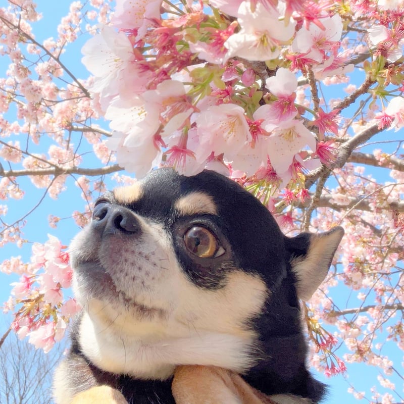 予約販売】 ちわわん生活 チワワ 犬 シール 5枚セット SE016NN | ANISTAR