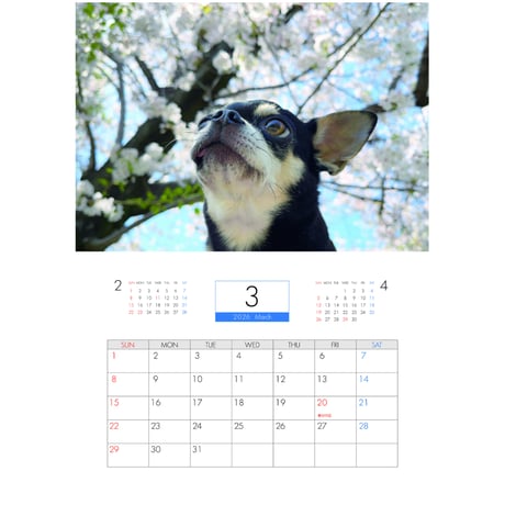 【予約販売】 ちわわん生活 チワワ 犬 2026年 壁掛けカレンダー KA26140