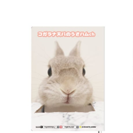【予約販売】 うさぎのコガラナ天パのうさハムch 2025年 家計簿帳 CA25174