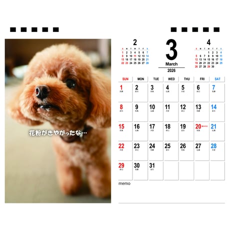 【予約販売】 ジュリア トイプードル 犬 2026年 卓上カレンダー TA26064