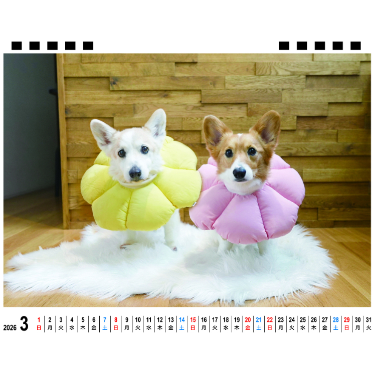 オーダー受付　コーギー　ご予約ページ　10/8 予約販売】 ノエル&モナ コーギー 犬 2026年 卓上全面 カレンダー