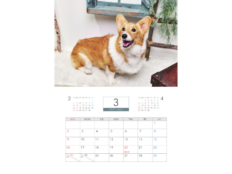 予約販売】 コーギー犬 モナ 2025年 壁掛け カレンダー KK25349 予約販売】 コーギー犬 モナ 2025年 壁掛け カレンダー KK25349