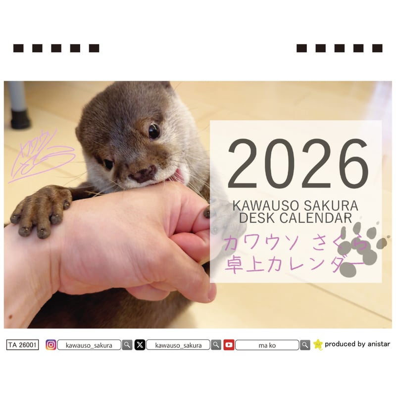 予約販売】 カワウソ さくら 2026年 卓上カレンダー TA26252 | ANISTAR