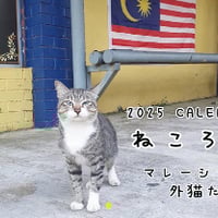 【予約販売】 猫 ねころぐ マレーシアの猫たち 2025年 壁掛け カレンダー KK25310