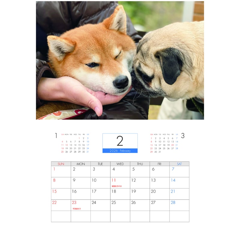 予約販売】 ラル＆アキ パグ 柴犬 2026年 壁掛けカレンダー KA26045