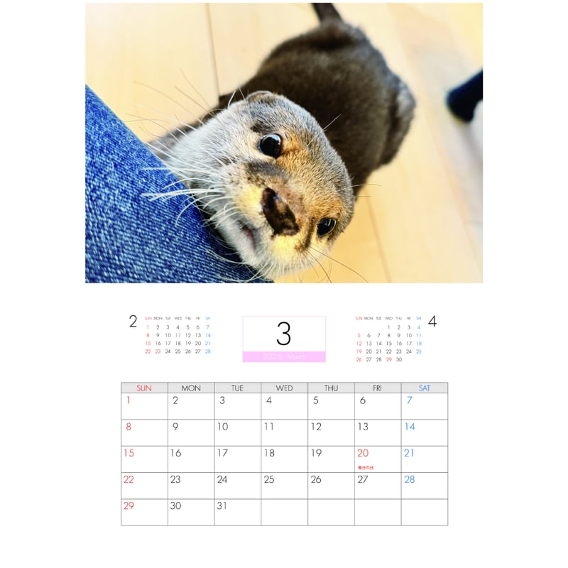 予約販売】 カワウソ さくら 2026年 壁掛けカレンダー KA26250 | ANISTAR