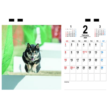 【予約販売】 豆柴ごま娘 犬 2026年 卓上 カレンダー TC26316