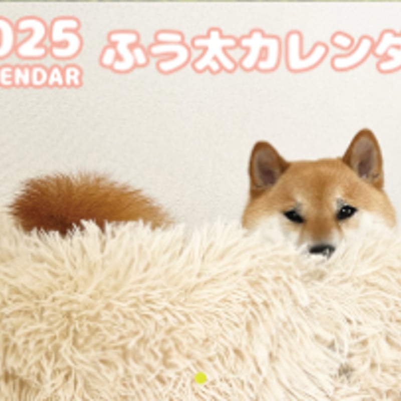 柴犬！ 予約販売】 柴犬のふう太 2025年 壁掛け カレンダー KK25201