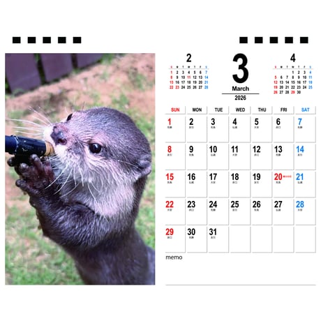 【予約販売】 カワウソ さくら 2026年 卓上カレンダー TA26252
