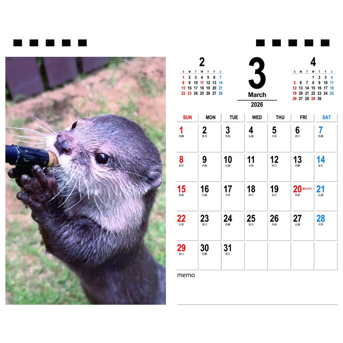 予約販売】 カワウソ さくら 2026年 卓上カレンダー TA26252 | ANISTAR