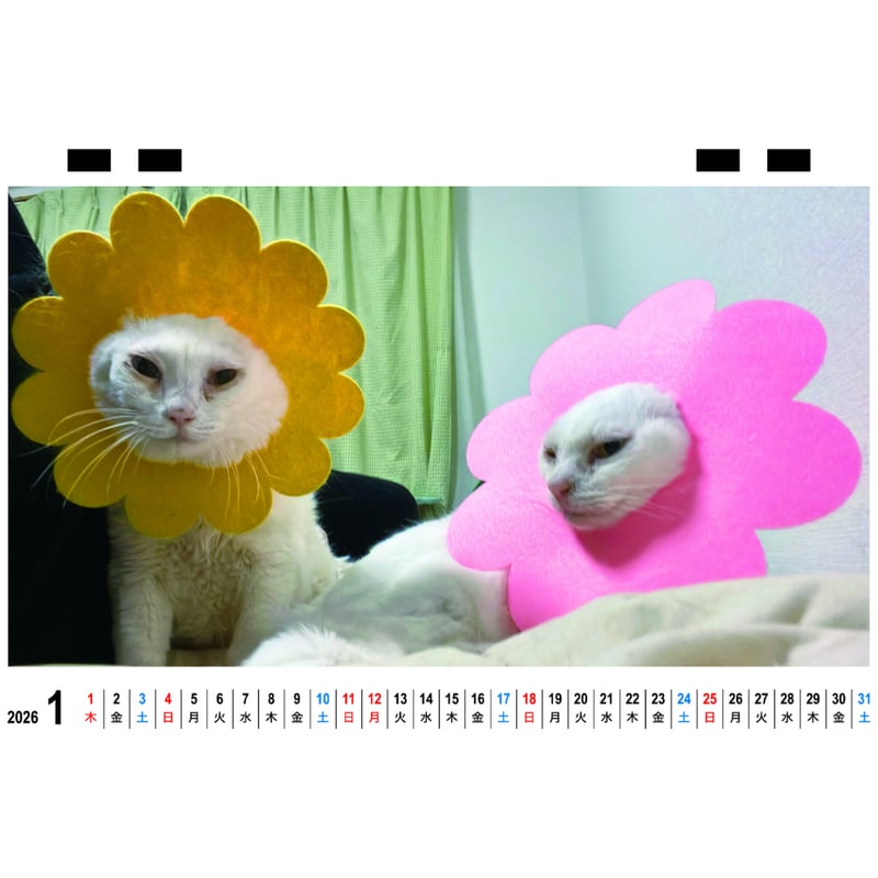 予約販売】 ねこかます 猫 2026年 卓上 カレンダー TC26050