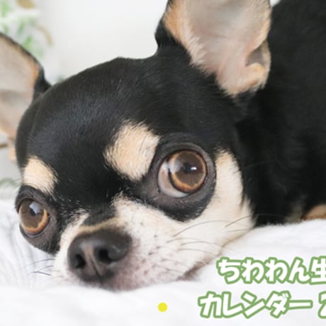 【予約販売】 チワワ犬のちわわん生活 2024年 壁掛け カレンダー KK24025