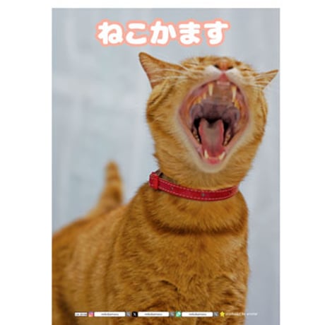 【予約販売】 ねこかます 2025年 家計簿帳 CA25106