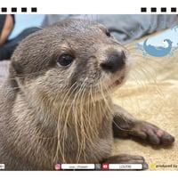 【予約販売】 ルートルのカワウソたち 2025年 卓上半面 カレンダー TC25307