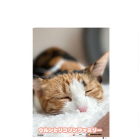 【予約販売】 猫のウルン＆リコリン 2025年 家計簿帳 CA25276