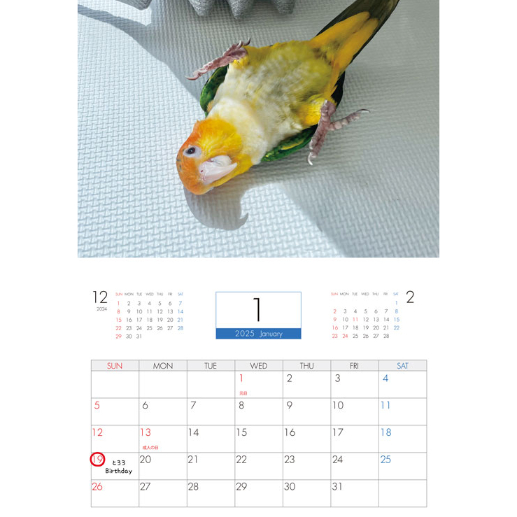Rio カレンダー壁掛け 予約販売】 インコ 2羽と暮らすあんずちゃんねる 2025年 壁掛け