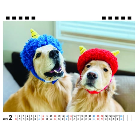 【予約販売】 コメ&イクラ ゴールデンレトリバー 犬 2026年 卓上全面 カレンダー TA26286