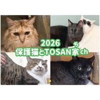 【予約販売】 保護猫とTOSAN家ch 2026年 壁掛けカレンダー KK26132