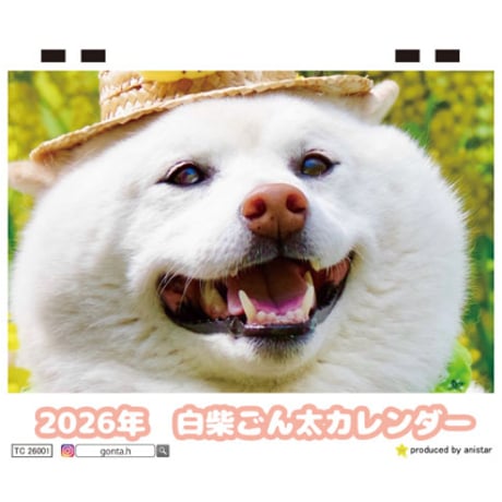 【予約販売】 白柴ごん太 柴犬 2026年 卓上半面 カレンダー TC26013