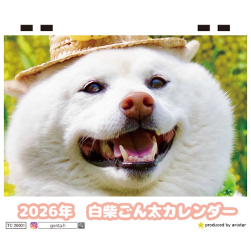 予約販売】 白柴ごん太 柴犬 2026年 卓上半面 カレンダー TC26013