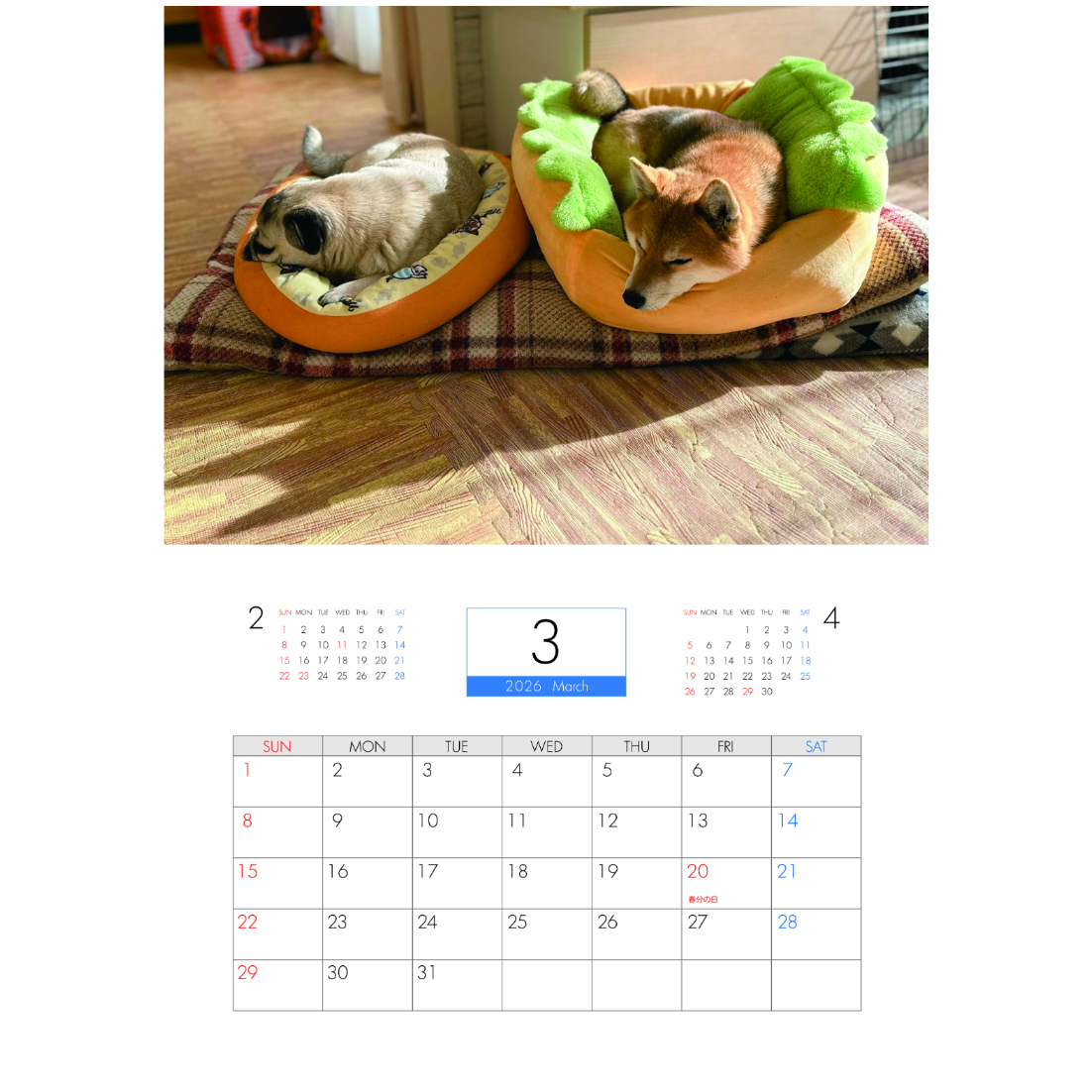 愛犬ちくわ壁掛けカレンダー【大】シーズーオリジナルカレンダー