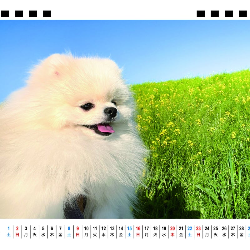 オーダー受付 パネル ポメラニアン 4/20 オーダー受付 パネル