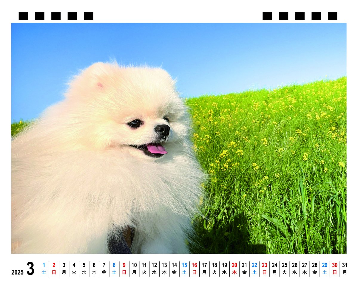 予約販売】 犬のポテチ 2025年 卓上全面 カレンダー TC25180 | ANISTAR