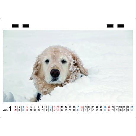 【予約販売】 ゴールデンレトリバー はっちの奮闘記 犬 2026年 卓上全面 カレンダー TC26075