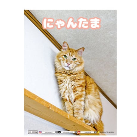【予約販売】 猫のにゃんたま 2025年 日記帳 DR25024