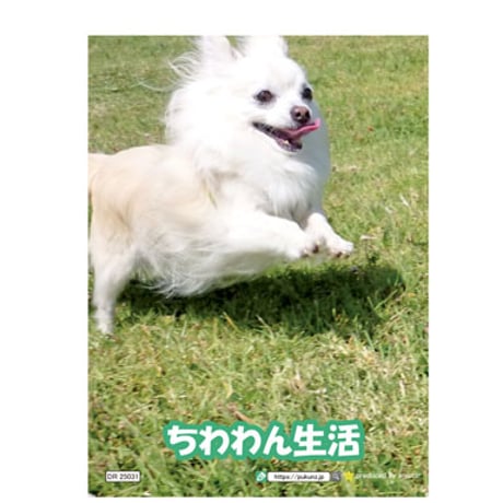 【予約販売】 チワワ犬のちわわん生活 2025年 日記帳 DR25031