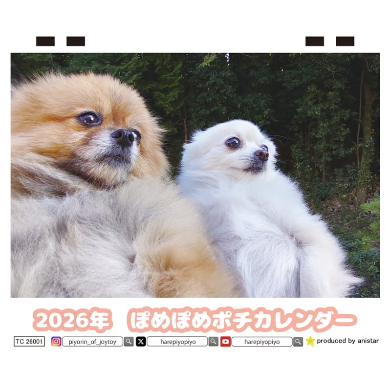 予約販売】 ポメポメぽち ポメラニアン 犬 2026年 卓上 カレンダー