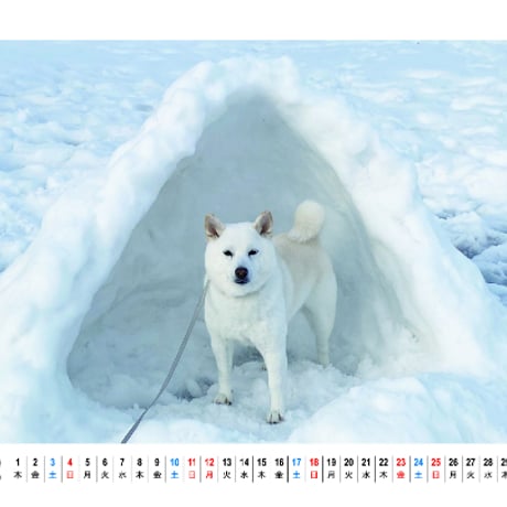 【予約販売】 白柴犬 きなこ 2024年 卓上 カレンダー TC24256