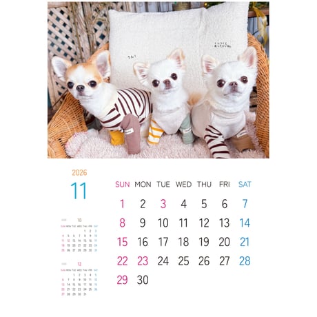 【予約販売】 おもちちゃん＆おかゆちゃん＆おしるこくん チワワ 犬 2026年 壁掛けカレンダー KA26188