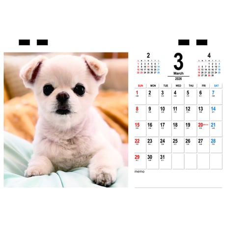 【予約販売】 てんちゃん・たるちゃん 犬 2026年 卓上カレンダー TC26257