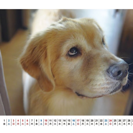 【予約販売】 ゴールデンレトリバー犬のこーる君たち 2026年 卓上カレンダー TA26233