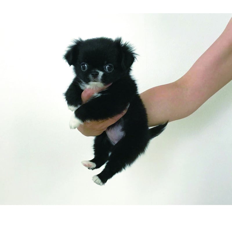 予約販売】 BABY UNI チワワ 犬 2026年 卓上全面 カレンダー TA26019