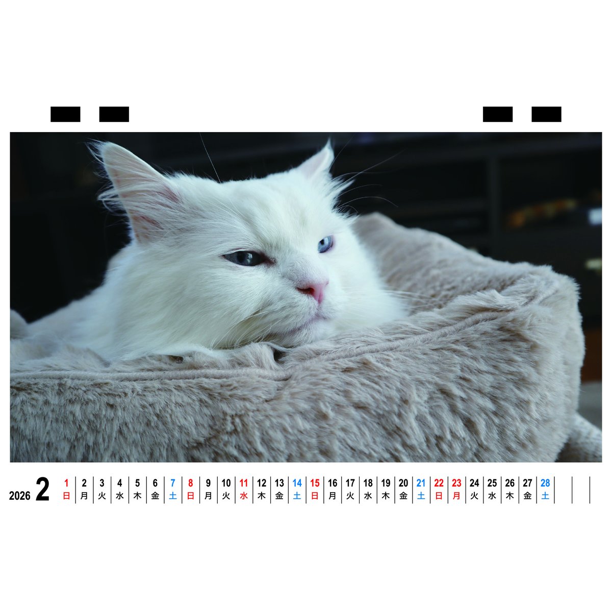 予約販売】 あつまれちいかまの森 猫 2026年 卓上 カレンダー TC26293