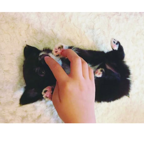 【予約販売】 BABY UNI チワワ 犬 2026年 卓上全面 カレンダー TA26019